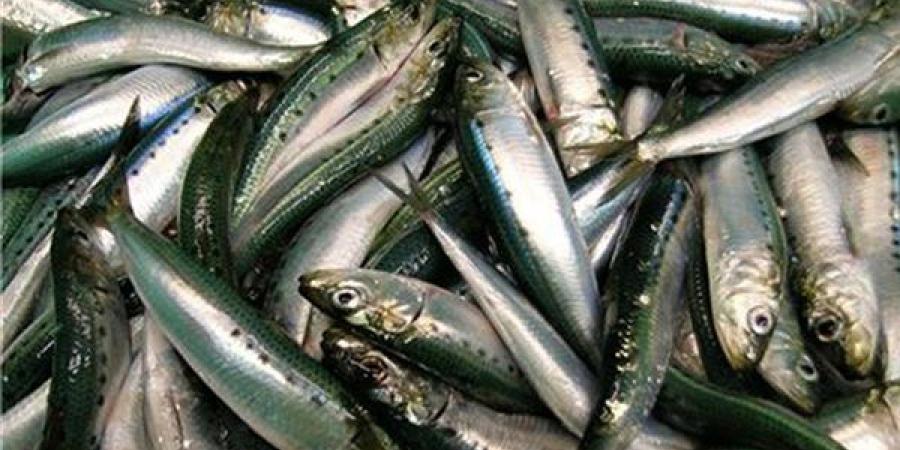 ضبط 14 طن سردين غير صالح وإعدام 125 كجم أغذية فاسدة ببني سويف
