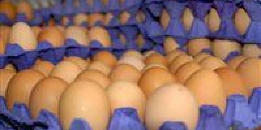 أسعار كرتونة البيض اليوم الإثنين 23 يونيو في الأسواق